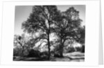 Three Oaks and Boulder by Gordon Osmundson