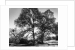 Three Oaks and Boulder by Gordon Osmundson