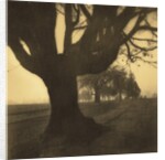 Old Oak Tree on Tree Lined Road by Kevin Cruff