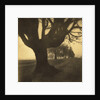 Old Oak Tree on Tree Lined Road by Kevin Cruff