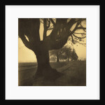 Old Oak Tree on Tree Lined Road by Kevin Cruff
