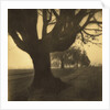 Old Oak Tree on Tree Lined Road by Kevin Cruff