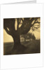 Old Oak Tree on Tree Lined Road by Kevin Cruff