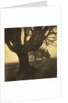 Old Oak Tree on Tree Lined Road by Kevin Cruff
