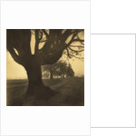 Old Oak Tree on Tree Lined Road by Kevin Cruff