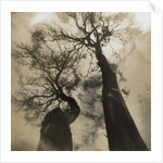 Trees, Discovery Park by Kevin Cruff