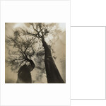 Trees, Discovery Park by Kevin Cruff