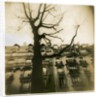 Urban Paris Landscape with Tree by Kevin Cruff