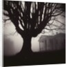 Tree and Bandhouse at Discovery Park by Kevin Cruff