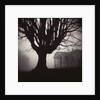 Tree and Bandhouse at Discovery Park by Kevin Cruff