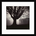 Tree and Bandhouse at Discovery Park by Kevin Cruff