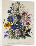 Linum Usitatissimum Botanical Illustration by Anonymous