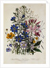 Linum Usitatissimum Botanical Illustration by Anonymous
