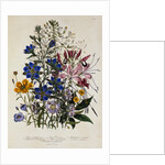 Linum Usitatissimum Botanical Illustration by Anonymous