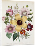 Hibiscus Moscheutos Botanical Illustration by Anonymous