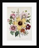 Hibiscus Moscheutos Botanical Illustration by Anonymous