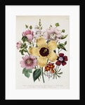 Hibiscus Moscheutos Botanical Illustration by Anonymous