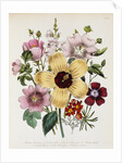Hibiscus Moscheutos Botanical Illustration by Anonymous