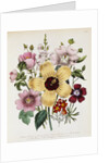 Hibiscus Moscheutos Botanical Illustration by Anonymous