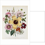 Hibiscus Moscheutos Botanical Illustration by Anonymous