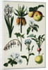 19th-Century French Botanical Print by Anonymous