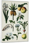 19th-Century French Botanical Print by Anonymous