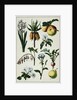 19th-Century French Botanical Print by Anonymous