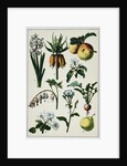 19th-Century French Botanical Print by Anonymous