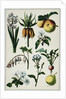 19th-Century French Botanical Print by Anonymous