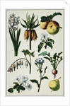 19th-Century French Botanical Print by Anonymous