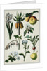 19th-Century French Botanical Print by Anonymous