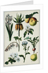 19th-Century French Botanical Print by Anonymous