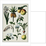 19th-Century French Botanical Print by Anonymous