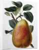 Study of a Pear by Adrienne Faguet