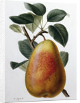 Study of a Pear by Adrienne Faguet