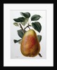 Study of a Pear by Adrienne Faguet