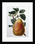 Study of a Pear by Adrienne Faguet