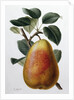 Study of a Pear by Adrienne Faguet