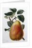 Study of a Pear by Adrienne Faguet