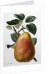 Study of a Pear by Adrienne Faguet