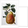 Study of a Pear by Adrienne Faguet