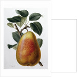 Study of a Pear by Adrienne Faguet