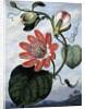 The Winged Passion Flower by Sydenham Teast Edwards