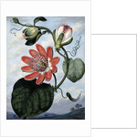 The Winged Passion Flower by Sydenham Teast Edwards