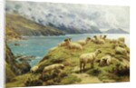 Sheep Reposing, Dalby Bay, Isle of Man by Basil Bradley