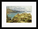 Sheep Reposing, Dalby Bay, Isle of Man by Basil Bradley