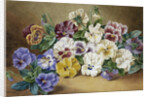 Pansies by Thomas Frederick Collier