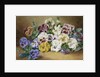 Pansies by Thomas Frederick Collier