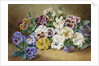 Pansies by Thomas Frederick Collier
