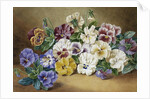 Pansies by Thomas Frederick Collier